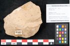 Foto (Objekt + Etikett) von Plantae indet.  (NHMW-GEO-2024-0188-11507)